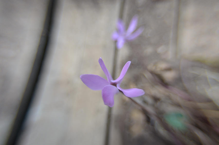 Delicate purple flower on a wooden floor Photograph by Michael Goyberg