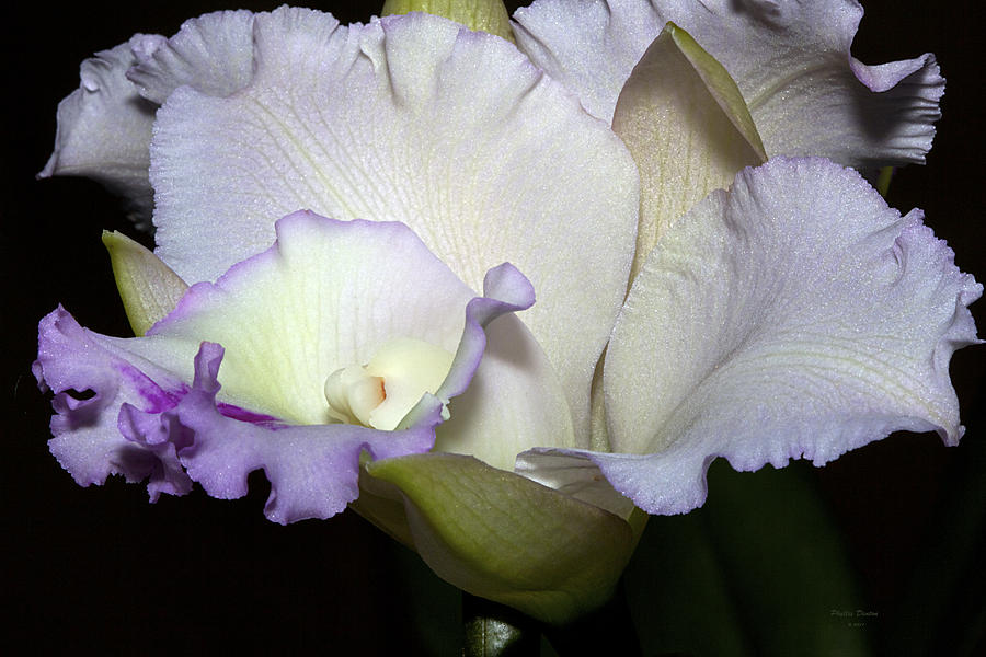 Delicate Purple Orchid Photograph by Phyllis Denton