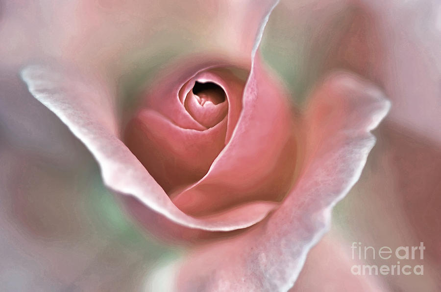 Nature Photograph - Delicate Rose by Kaye Menner