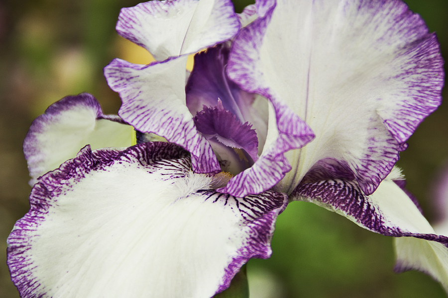Iris Photograph - Delicate Ruffles 2 by Angelina Tamez