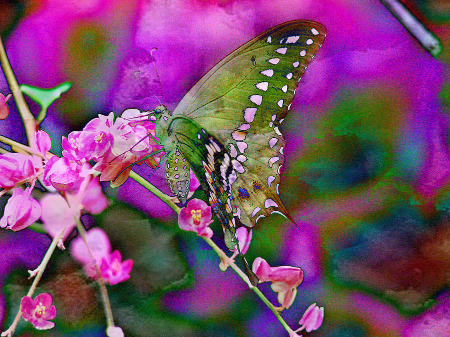 Butterfly Digital Art - Delicate by Ruth Kongaika Butterfly Digital Art - Delicate by Ruth Kongaika