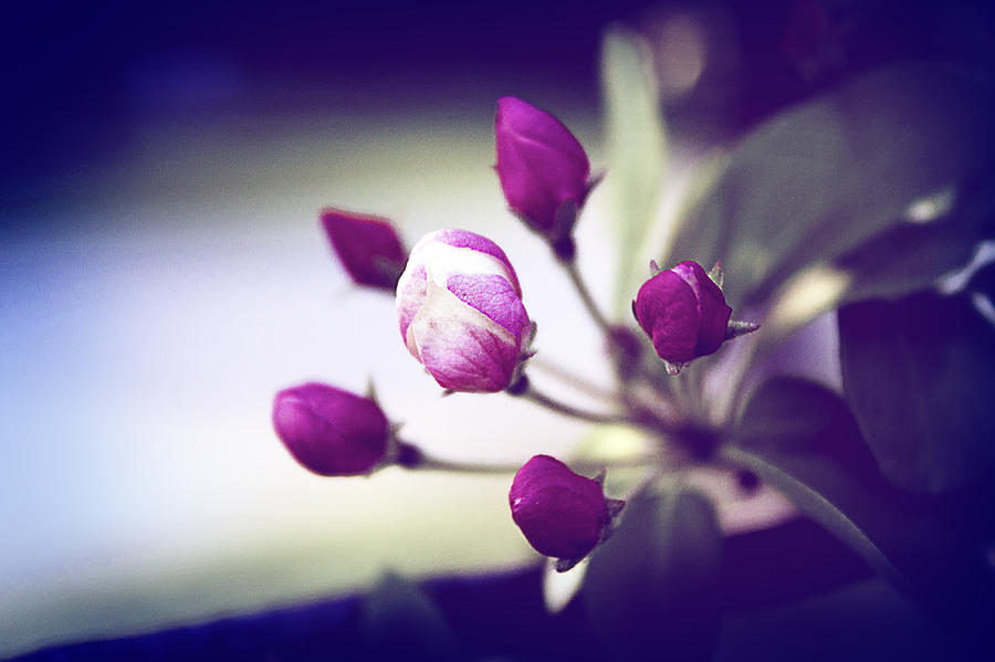 Delicate Spring Photograph by Milena Ilieva