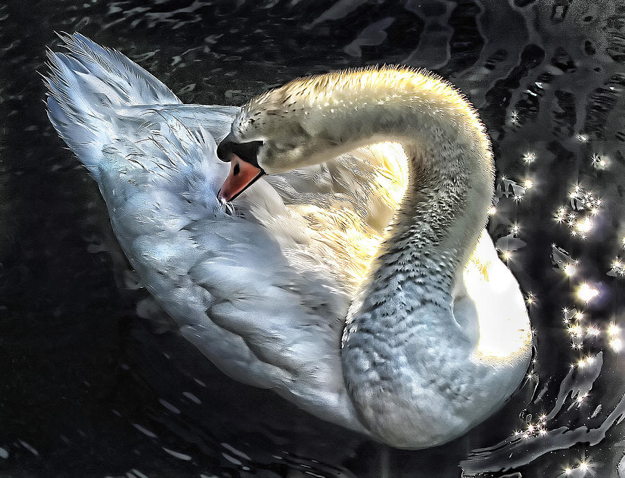 Delicate Swan Photograph by Clare VanderVeen