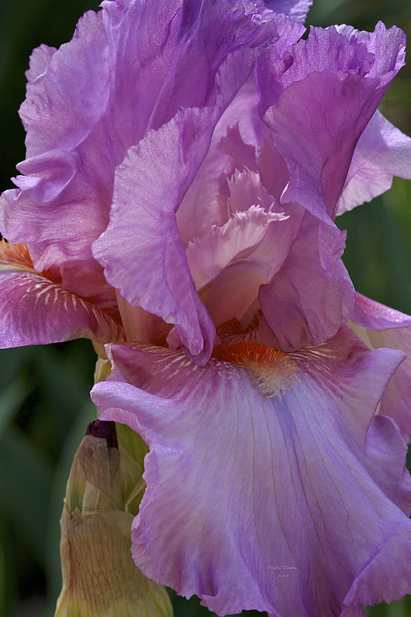 Delicate Violet Iris Photograph by Phyllis Denton