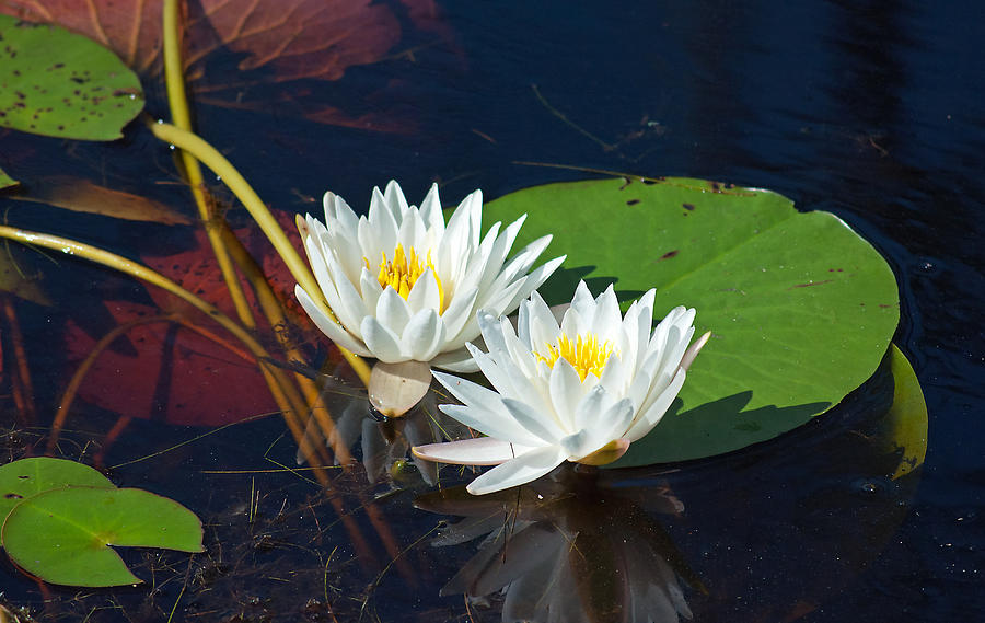 Delicate Water Lilies Photograph by Kenneth Albin