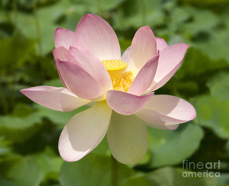 Delicate Waterlily Photograph by Carole Lloyd
