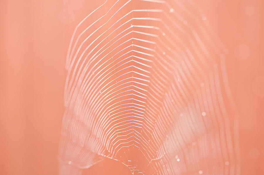 Delicate Web Photograph by Margaret Pitcher