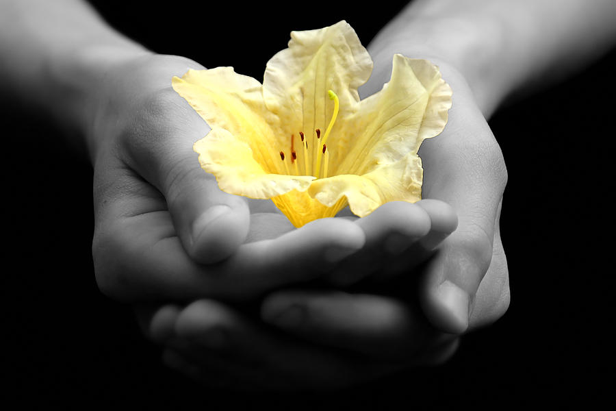 Delicate Yellow Flower In Hands Photograph by Tracie Schiebel