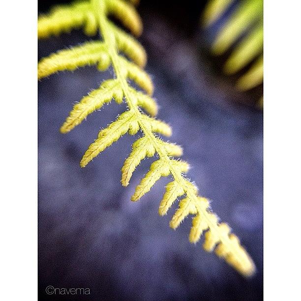 Phoenicia Photograph - Delicate Yellow by Natasha Marco