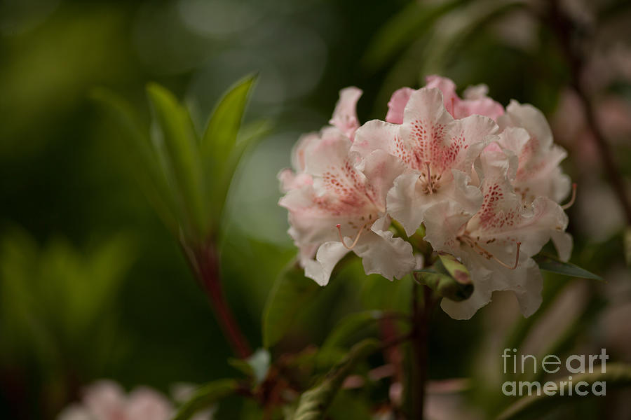 Flower Photograph - Delicately Peach by Mike Reid