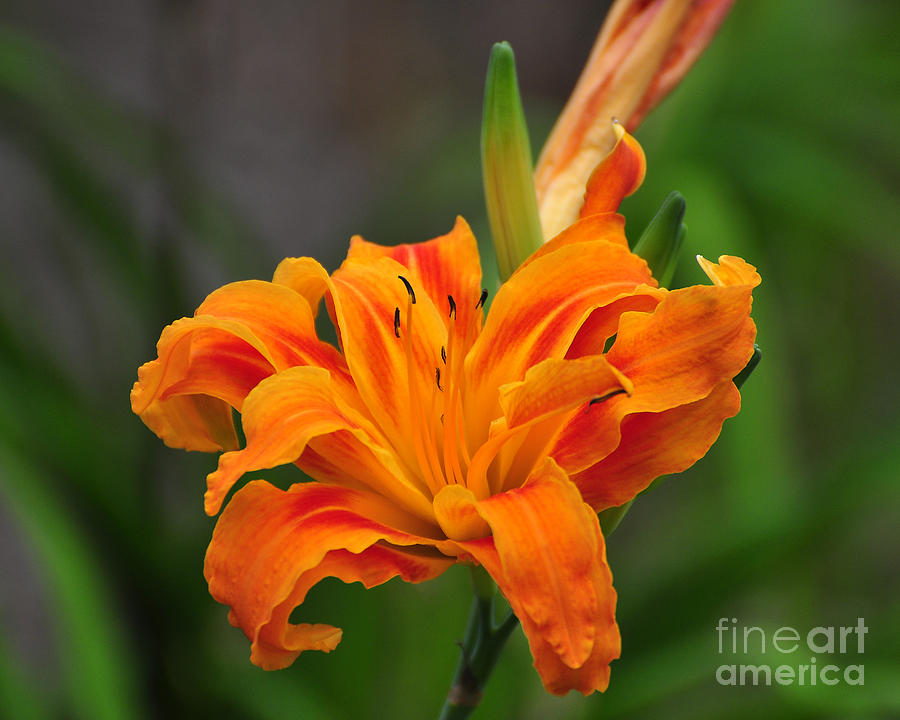 Delightful Daylily Photograph by Al Powell Photography USA