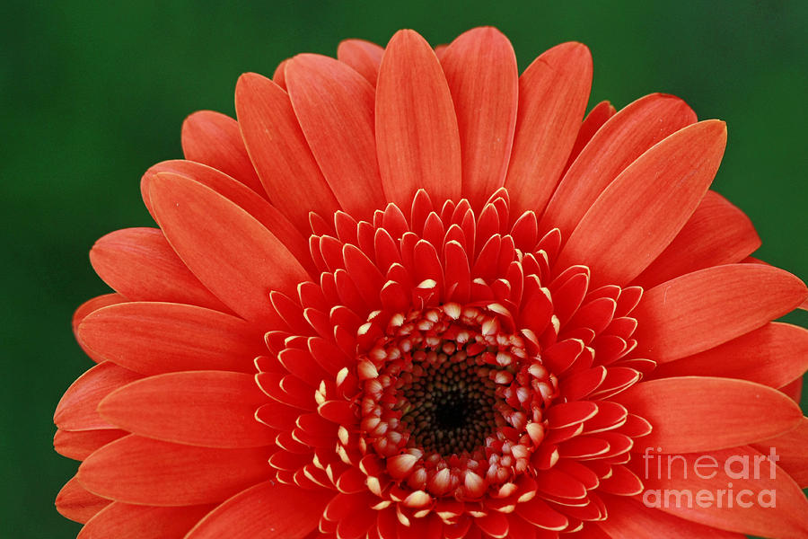 Daisy Photograph - Delightful Gerber Daisy by Inspired Nature Photography Fine Art Photography
