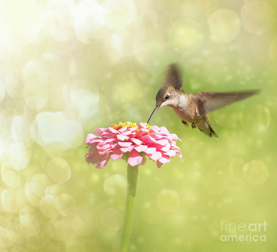 Delightful Hummingbird in Flight Photograph by Sari ONeal