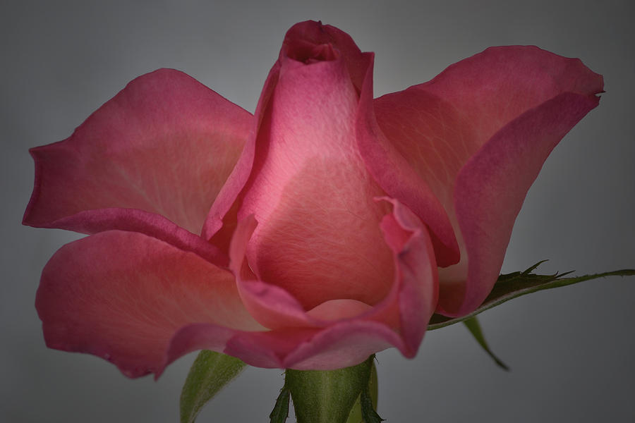 Delightful Pink Photograph by Terence Davis