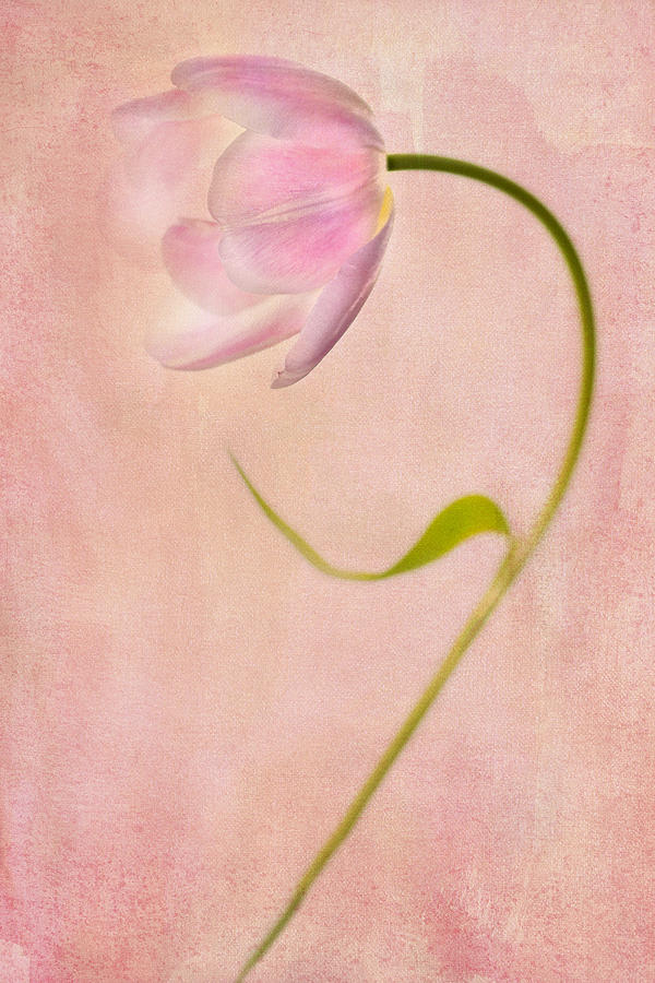 Tulip Photograph - Delightful by Rebecca Cozart