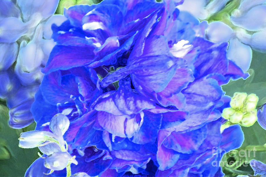 Delphinium Blue Photograph by Gwyn Newcombe