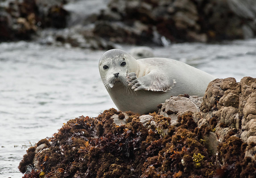 Demure Seal Photograph by Greg Nyquist