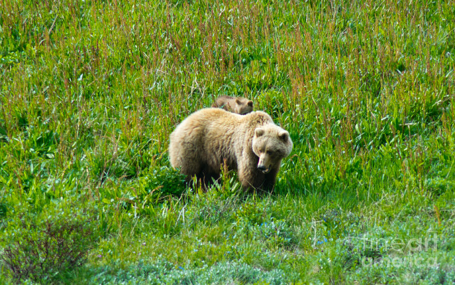 Denali Grizzly Photograph by Louise Magno