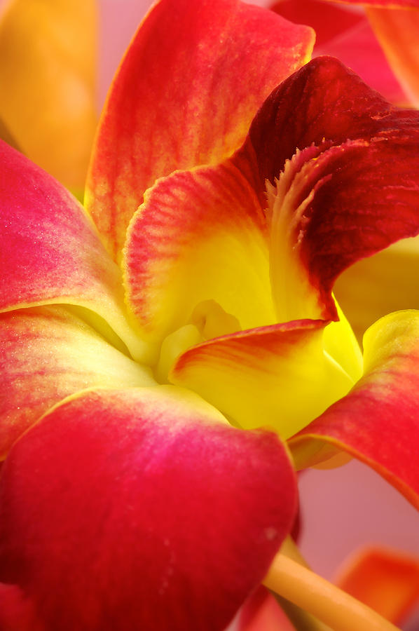Dendribium malone or Hope orchid Flower Photograph by Perla Copernik