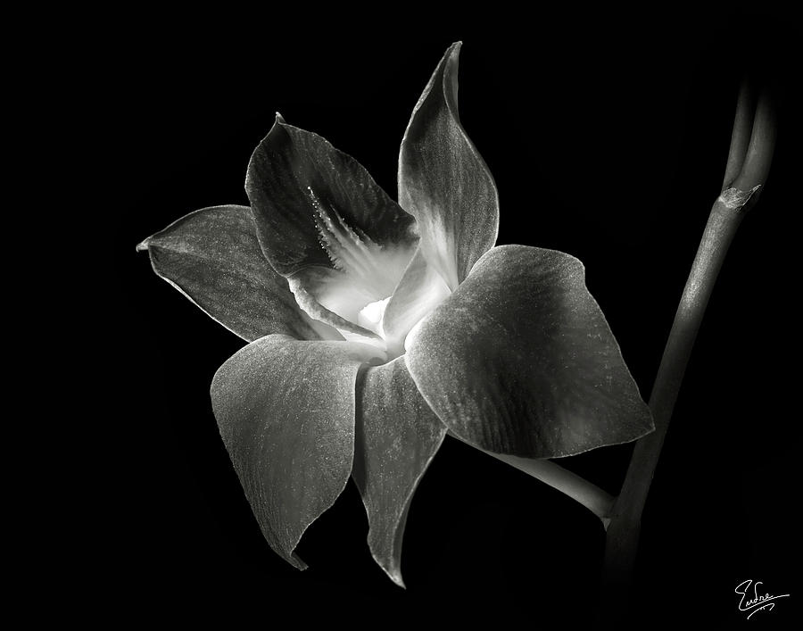 Dendrobium Orchid in Black and White Photograph by Endre Balogh