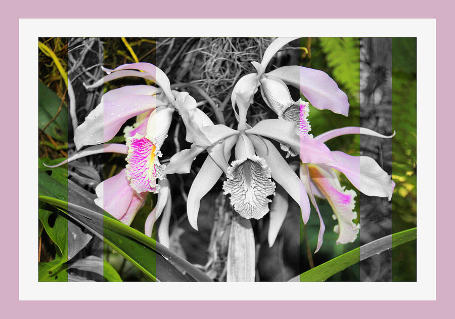 Dendrobiums Black White and Color Photograph by Rosalie Scanlon