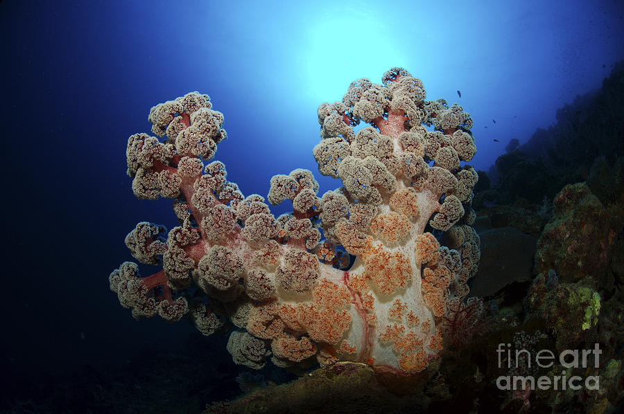 Wildlife Photograph - Dendronephthya Soft Coral, Acasta Reef by Mathieu Meur
