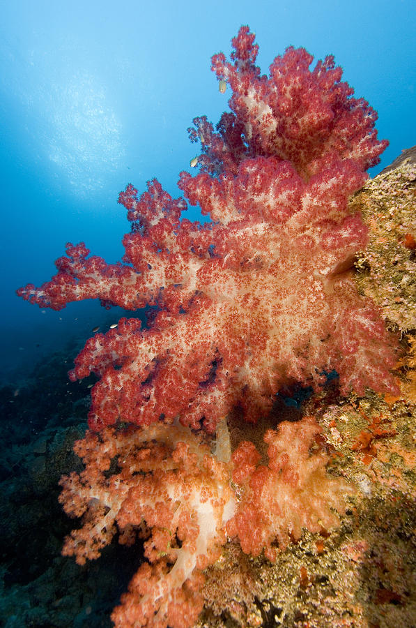 Dendronephthya Soft Coral Photograph By Matthew Oldfield - Pixels