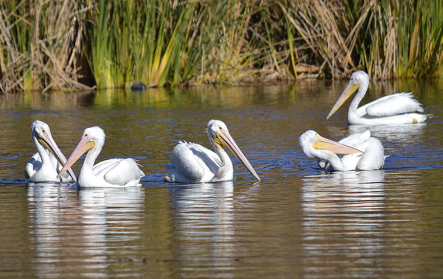 Denizens Of The Lagoon Photograph by Fraida Gutovich - Pixels