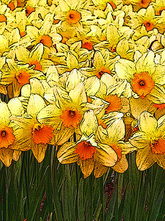 Flower Digital Art - Dense Daffodils by Ben Freeman