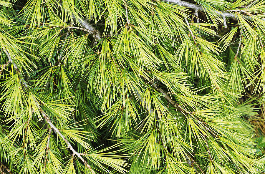 Deodar Cedar (cedrus 'golden Horizon') Photograph by Archie Young