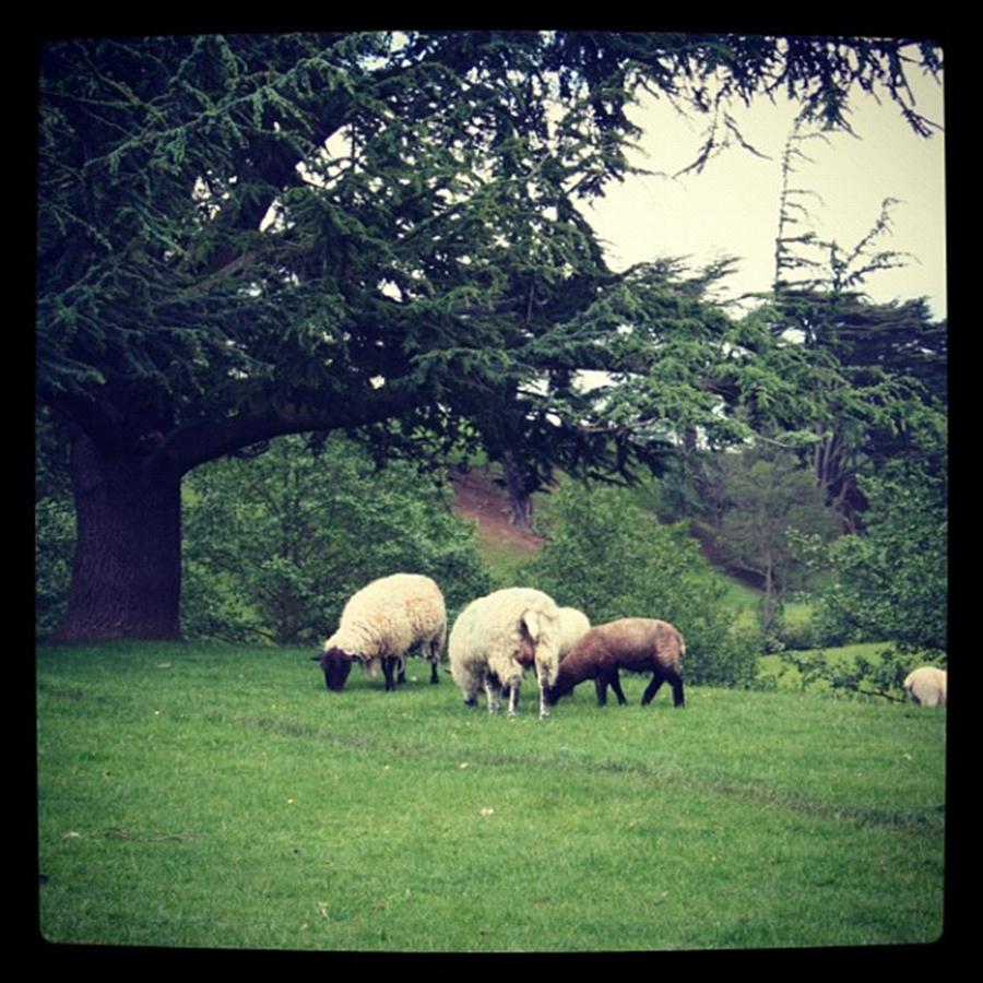 Derbyshire Sheep Photograph by Chris Jones