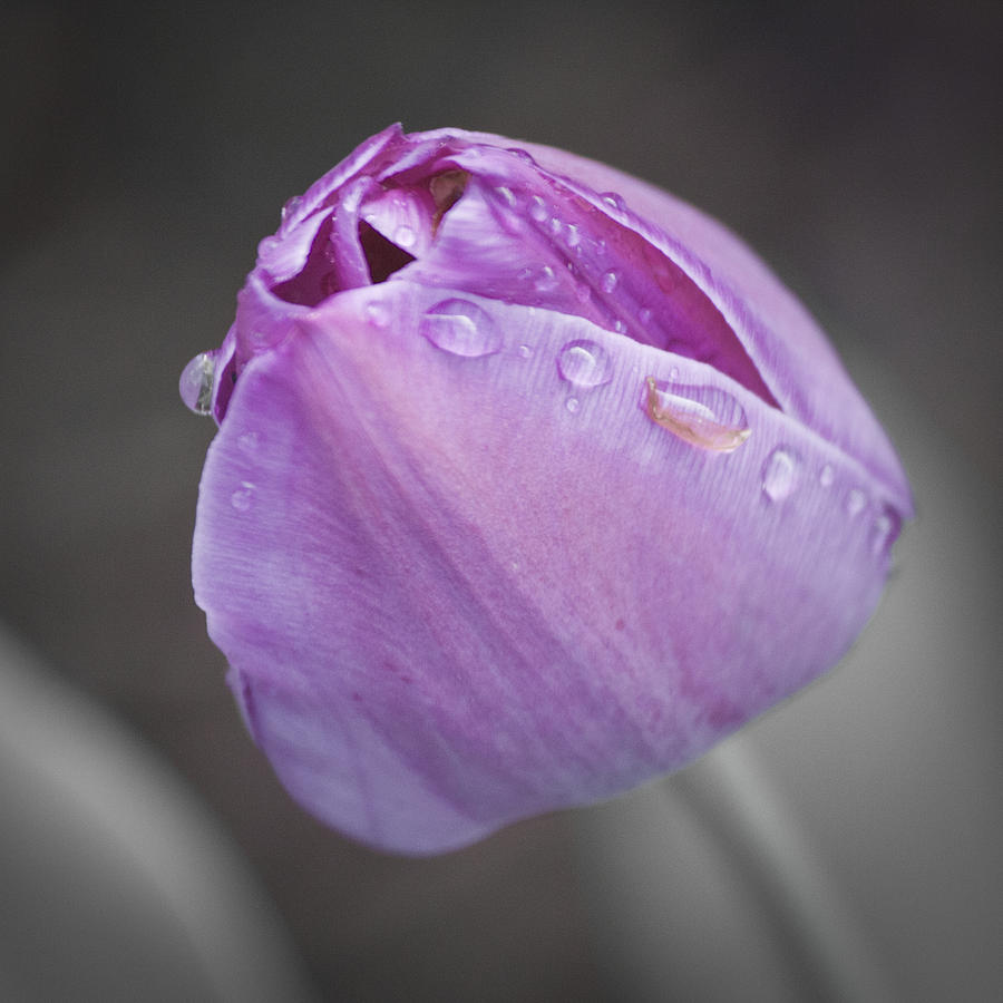 Spring Photograph - Desaturated Purple Tulip Squared by Teresa Mucha