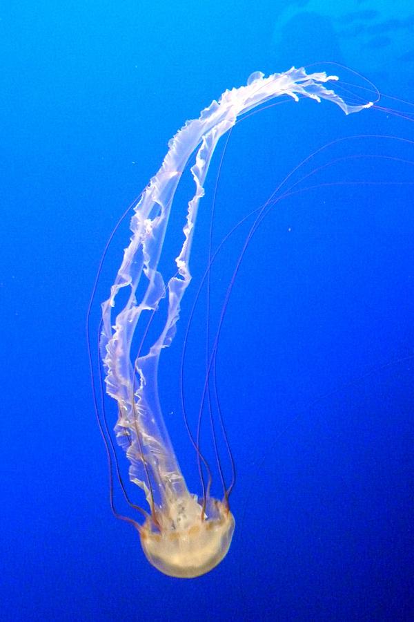 Nature Photograph - Descending Jellyfish by Carla Parris