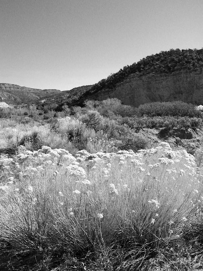 Desert beauty I - black and white Photograph by Kathleen Grace