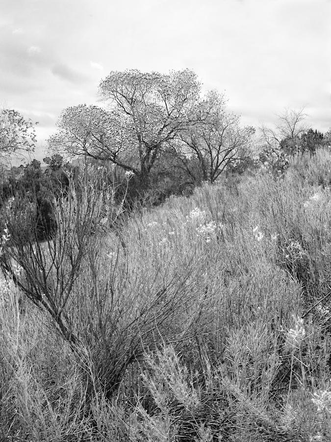 Desert Beauty II black and white Photograph by Kathleen Grace