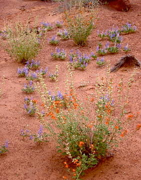 Desert Bloom Photograph by Amelia Racca