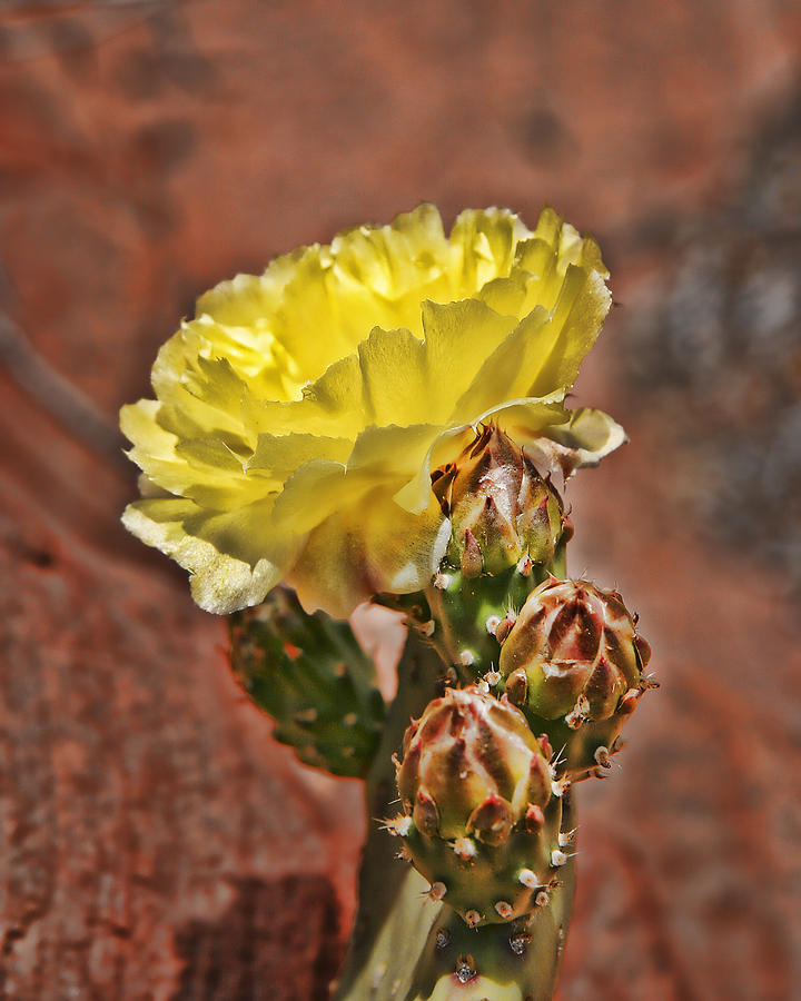 Cactus Photograph - Desert Bloom IMG 9504 by Torrey E Smith Cactus Photograph - Desert Bloom IMG 9504 by Torrey E Smith