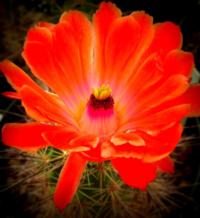 Desert Bloom Photograph by Megan Ford-Miller