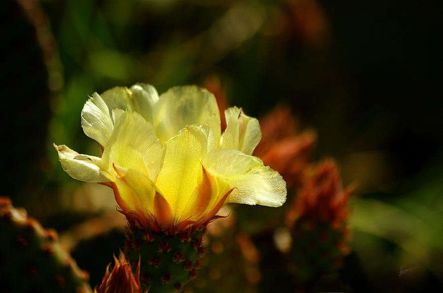 Desert Bloom Photograph by Vicki Pelham