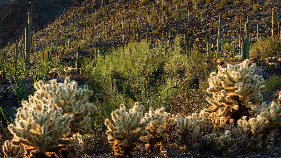 Desert Cactus Panorama  Photograph by Dave Dilli