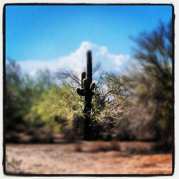 Scottsdale Photograph - #desert #cactus #scottsdale #arizona by Dave Moore