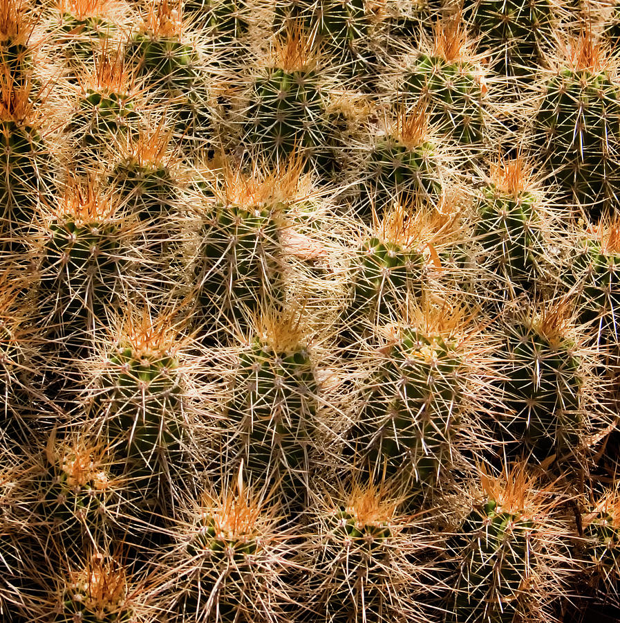 Desert Cactus Photograph by Tom Singleton