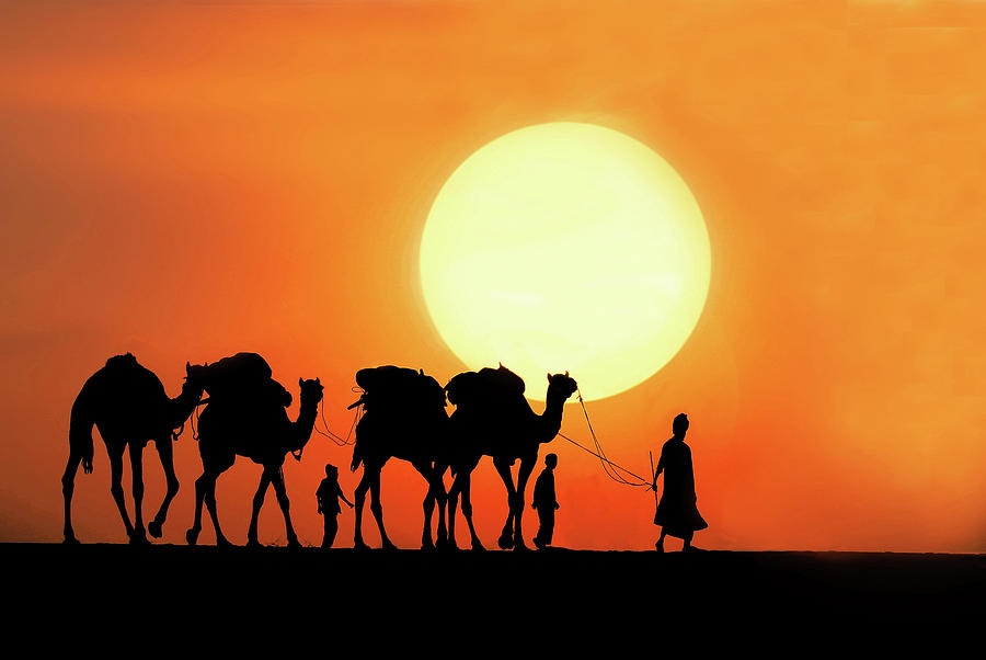 Desert Camel Rides Photograph by Amateur photographer 