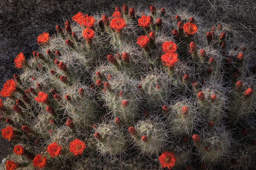 Desert Color Photograph