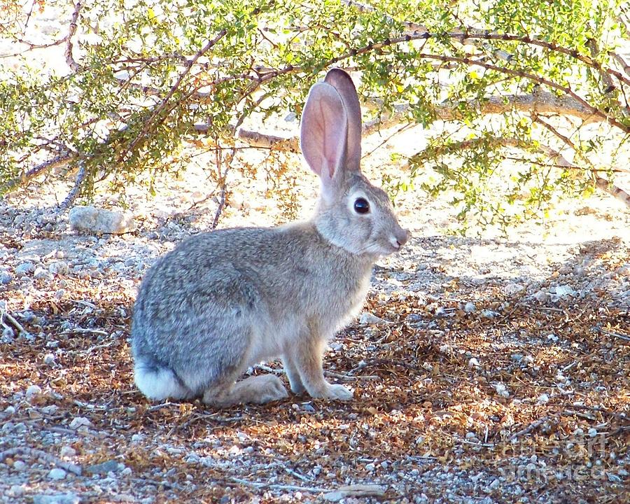 Desert Cottontail Rabbit Photograph by Desert Harmony