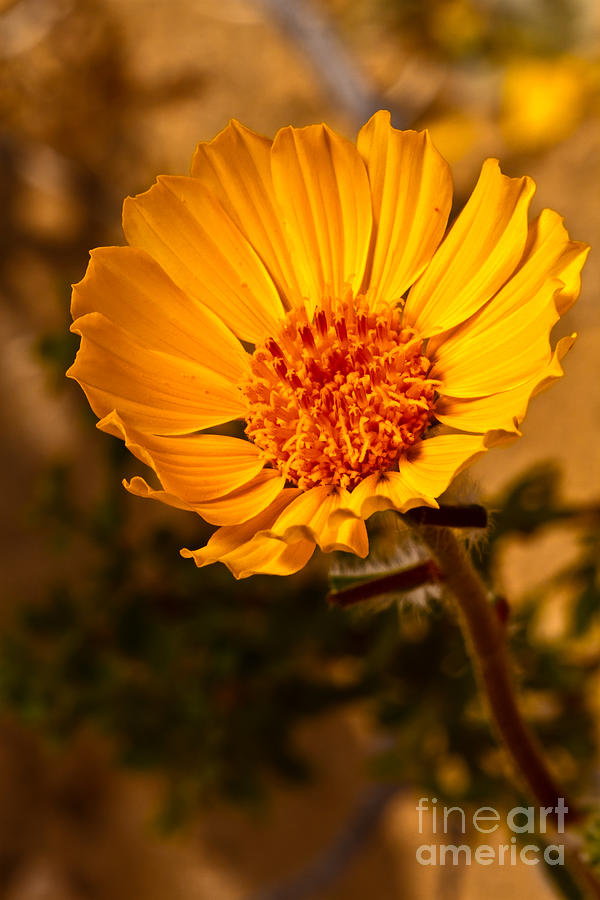 The Desert Sunflower Photograph by Robert Bales