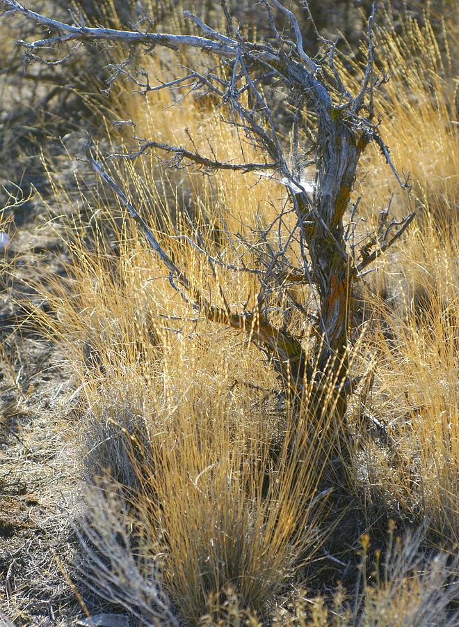 Desert Deadwood Photograph by Lori Seaman