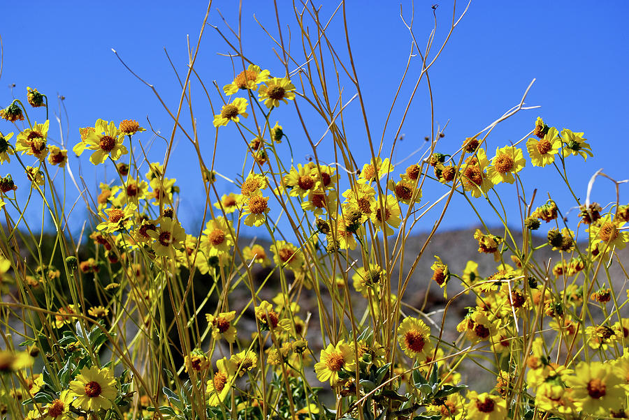Desert Flowers Photograph by Baywest Imaging