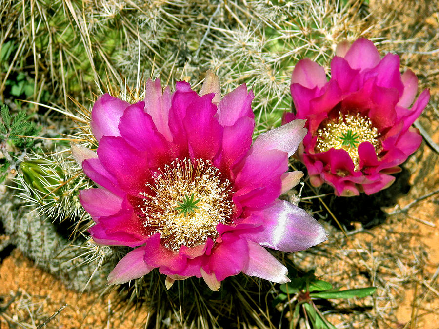 Desert Flowers Photograph by Rick Wicker