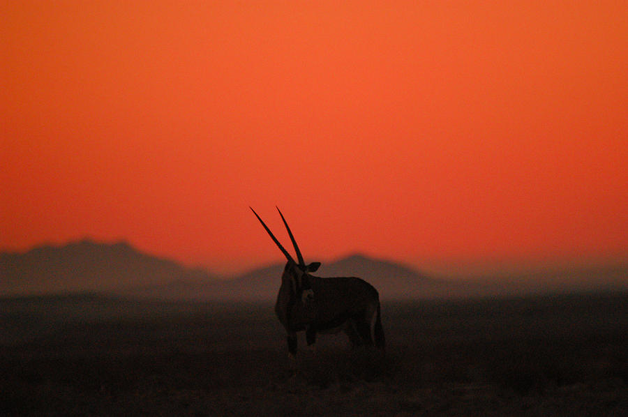 Desert horns Photograph by Alistair Lyne